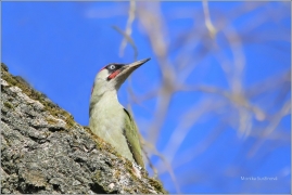 <p>ŽLUNA ZELENÁ (Picus viridis)</p>